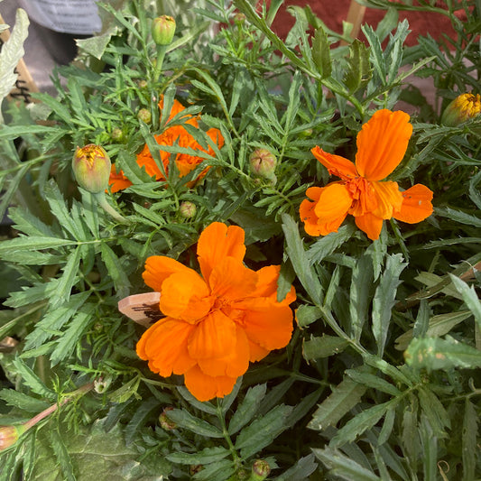 Orange French Marigold