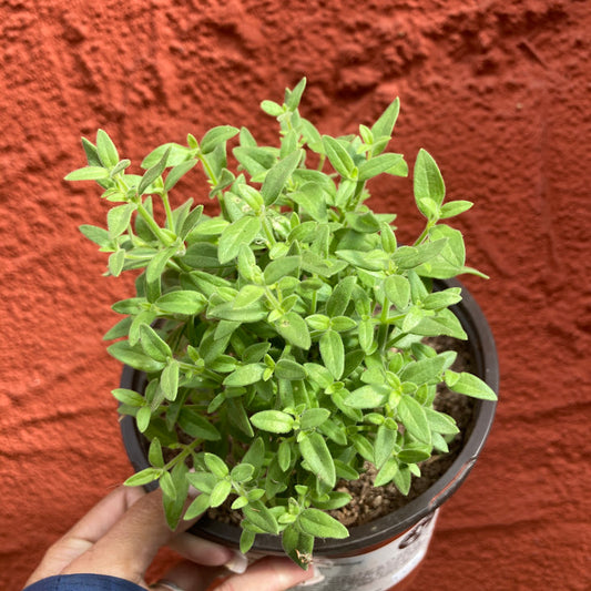 Galvezia juncea 'Punta Banda' - Baja Bush Snapdragon