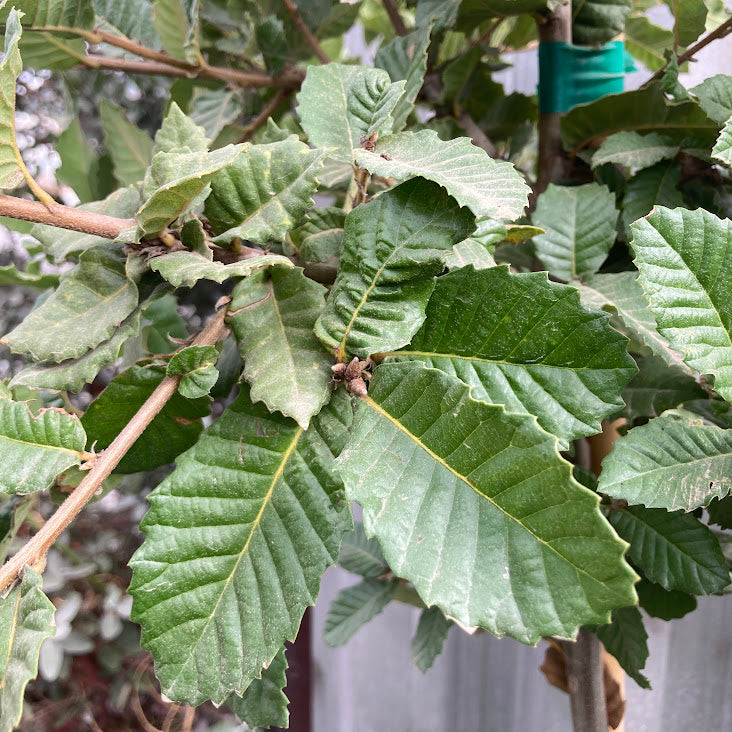 Quercus tomentella - Island Oak