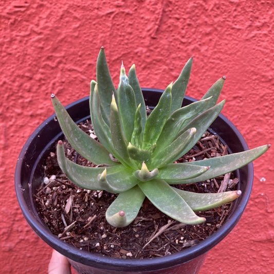 Dudleya palmeri