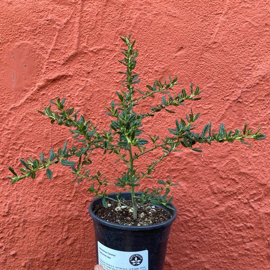 Ceanothus 'Concha' - California Lilac