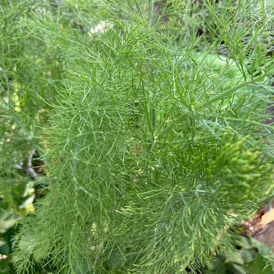 Fennel, Florence