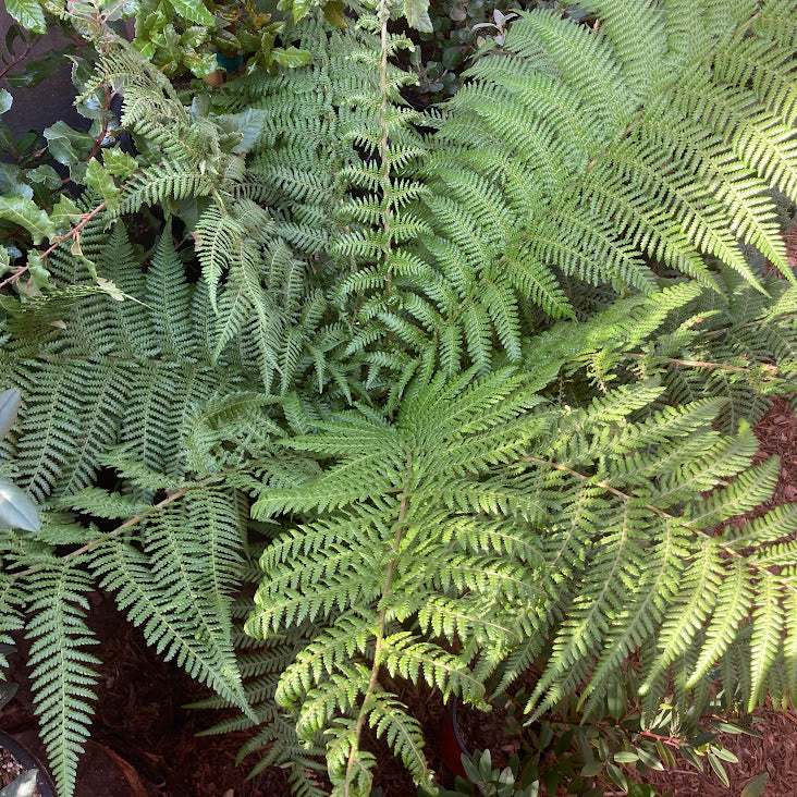 Dicksonia antarctica - Tree Fern