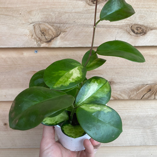 Hoya australis 'Lisa'