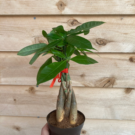 Pachira sp. - Money Tree
