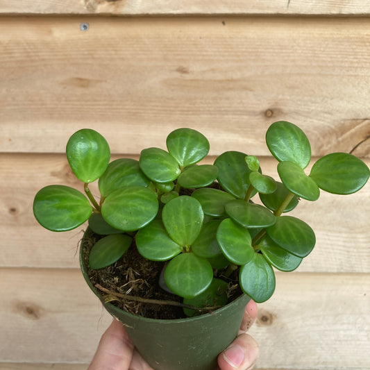 Peperomia 'Hope'
