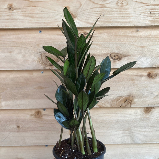 Zamioculcas zamiifolia 'Black' - Black ZZ Plant