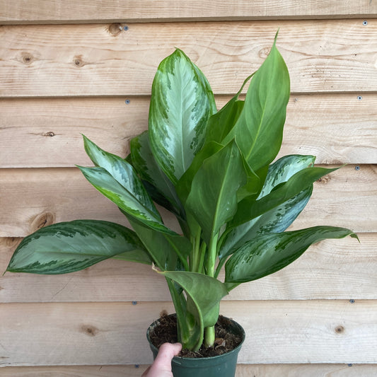 Aglaonema 'Silver Bay' - Chinese Evergreen