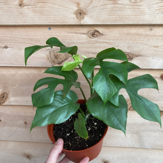 Rhaphidophora tetrasperma - Mini Monstera
