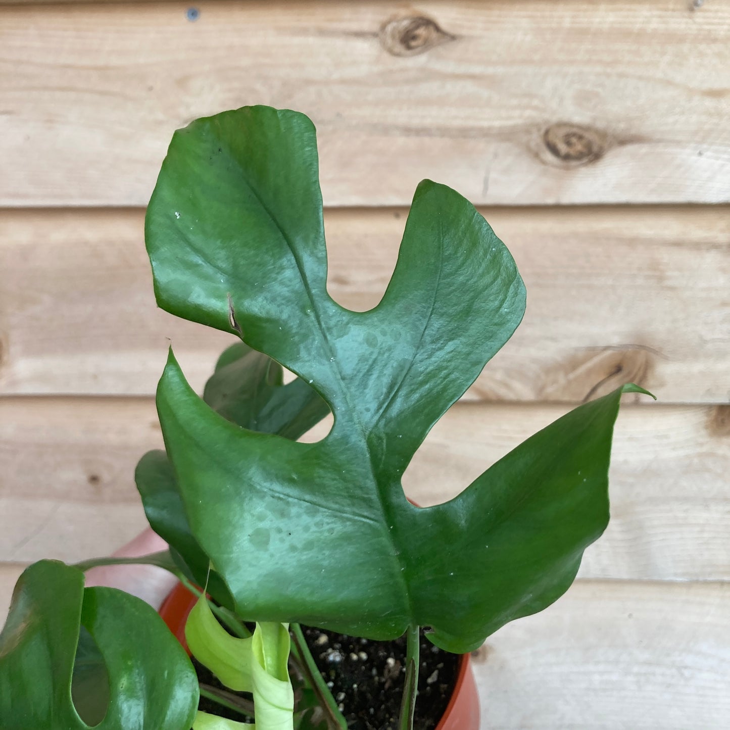 Rhaphidophora tetrasperma - Mini Monstera