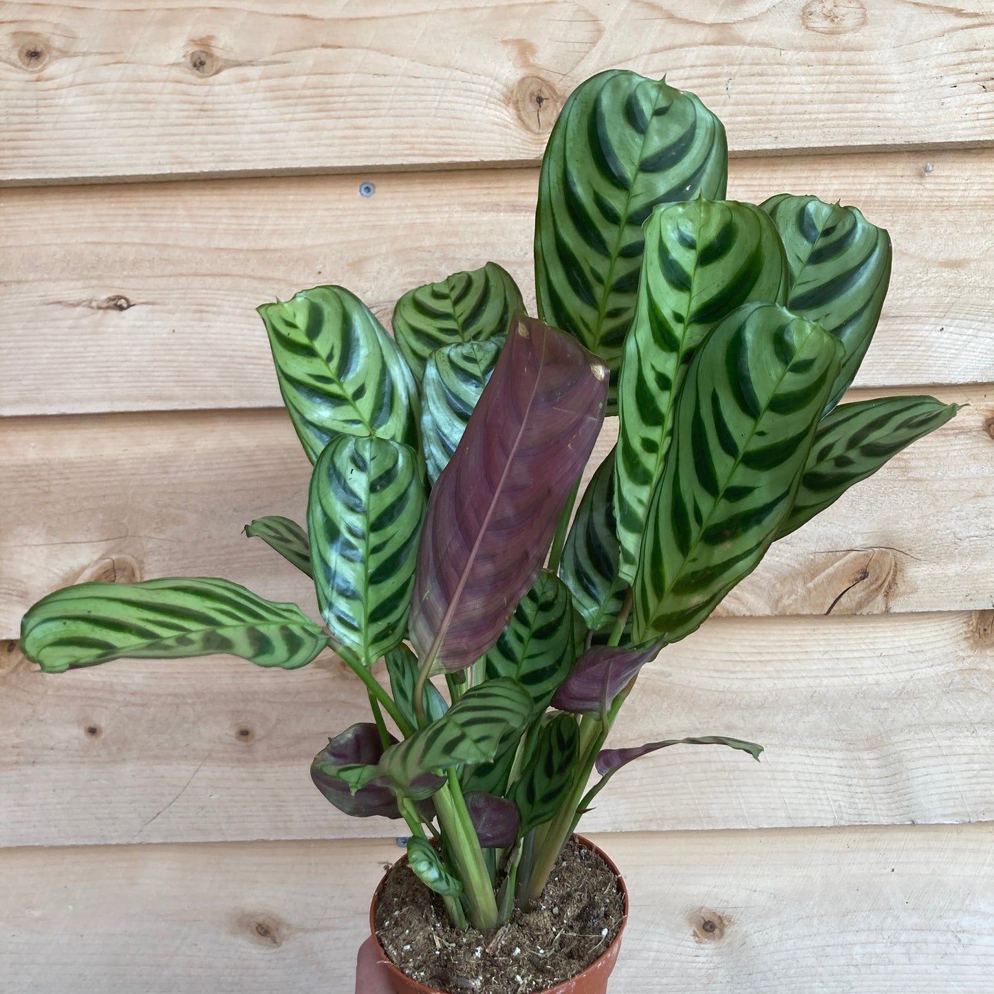 Calathea 'Burle Marx' - Prayer Plant