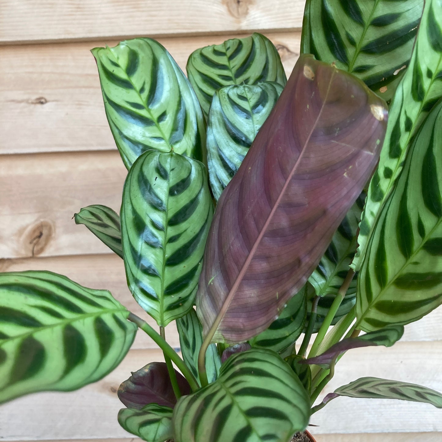 Calathea 'Burle Marx' - Prayer Plant