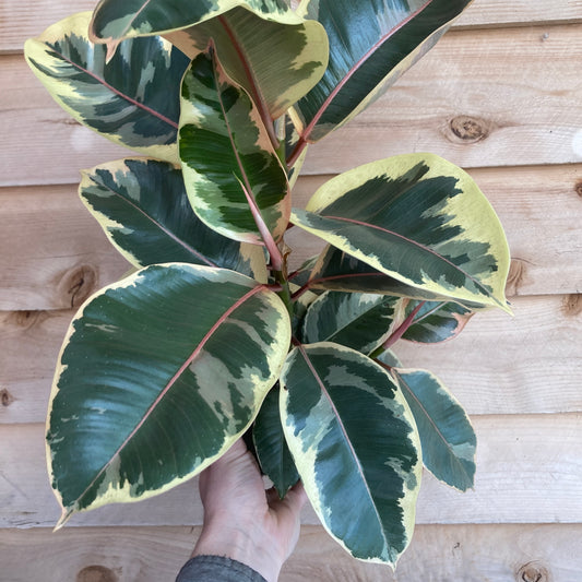 Ficus elastica 'Tineke' - Rubber Tree