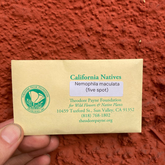 Five-Spot Seeds - Nemophila maculata - Theodore Payne Foundation