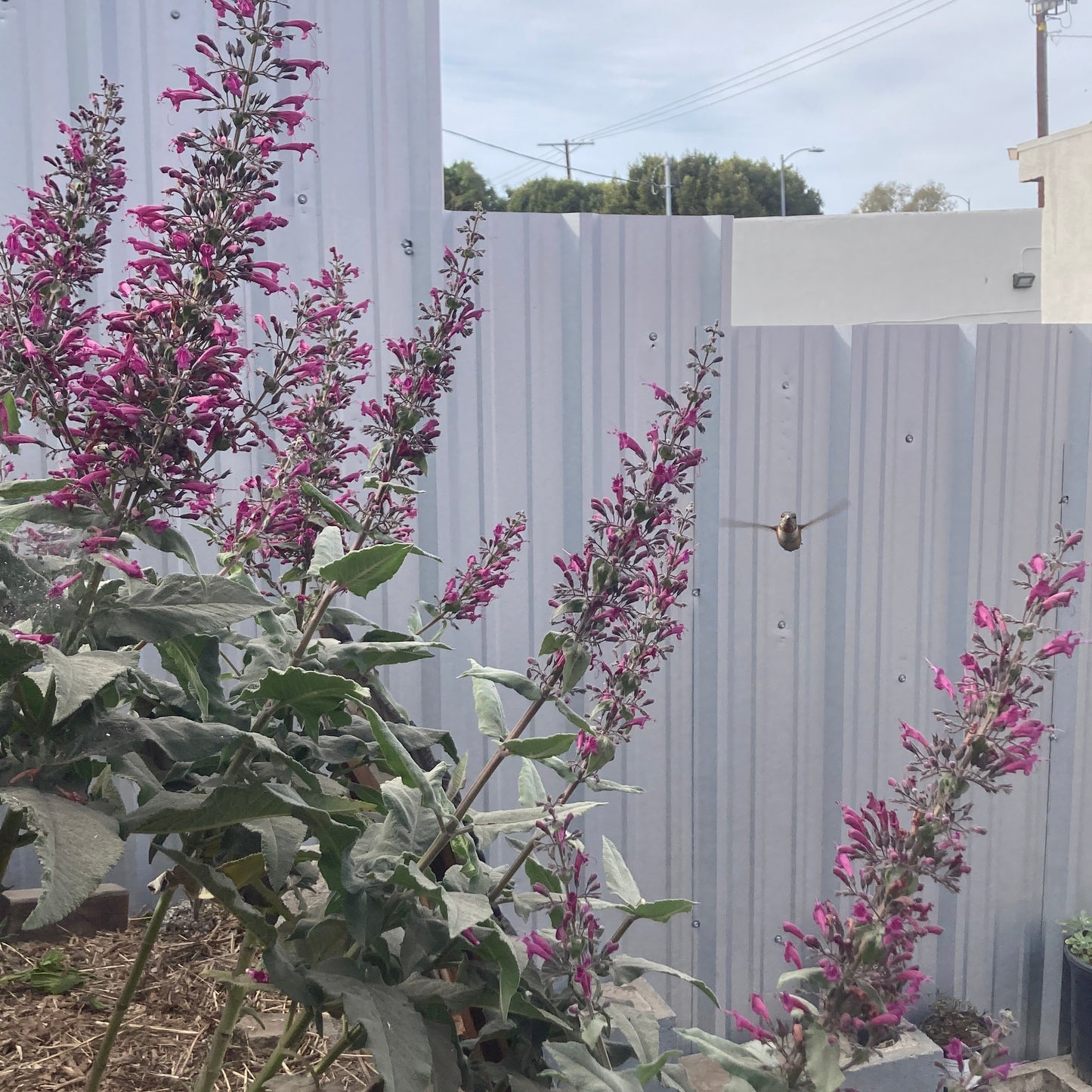 Lepechinia hastata - Baja Pitcher Sage