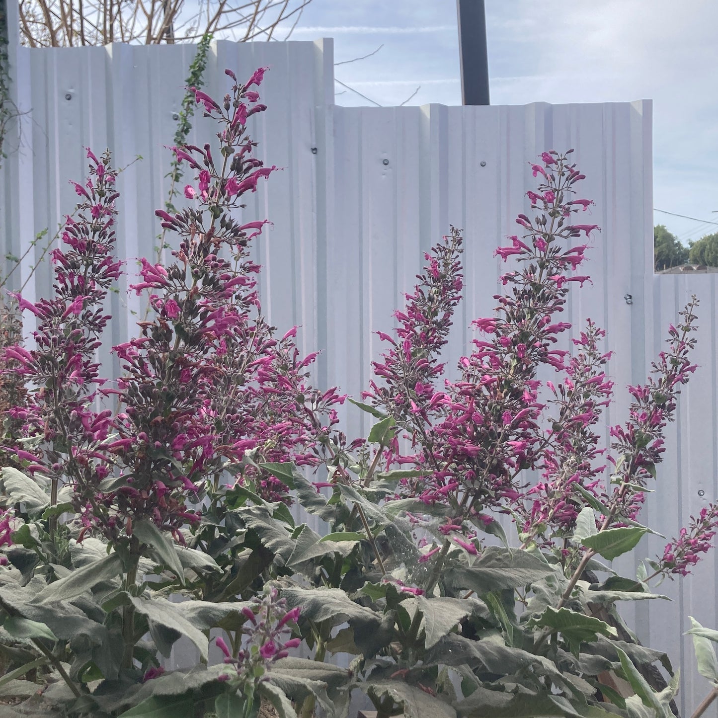 Lepechinia hastata - Baja Pitcher Sage