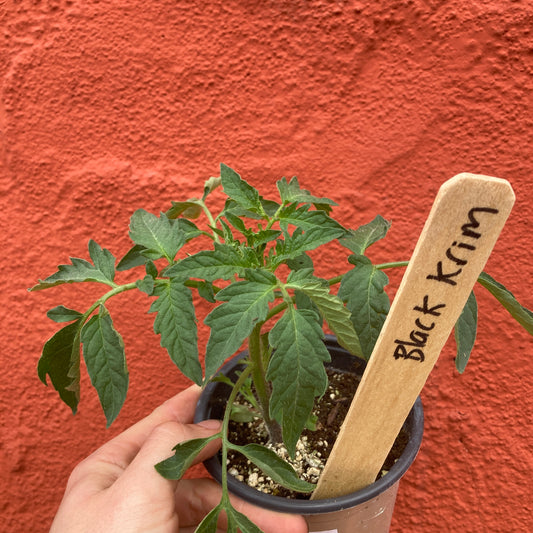 Black Krim Tomato