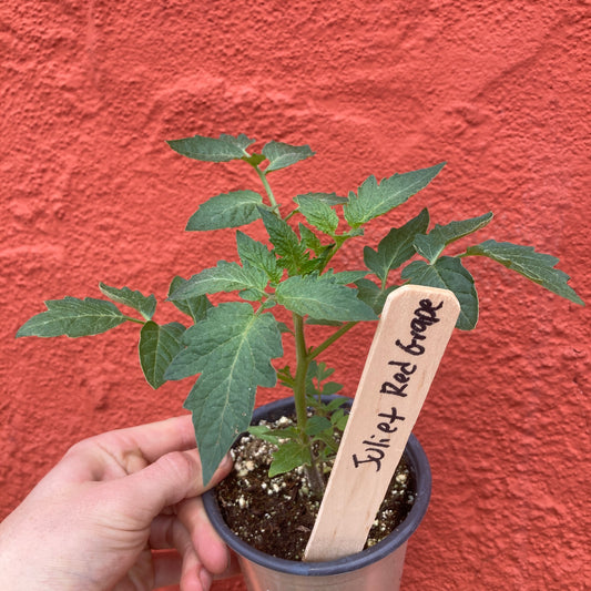 Juliet Grape Tomato