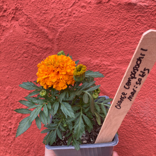 Orange Cempasuchil Marigolds