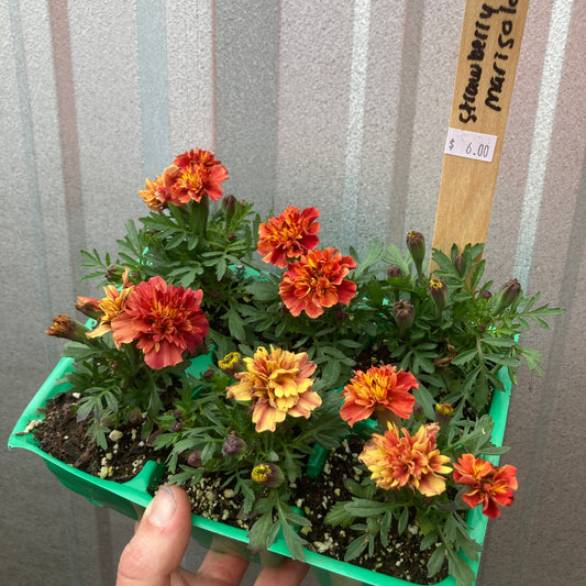 Strawberry Blonde Marigold