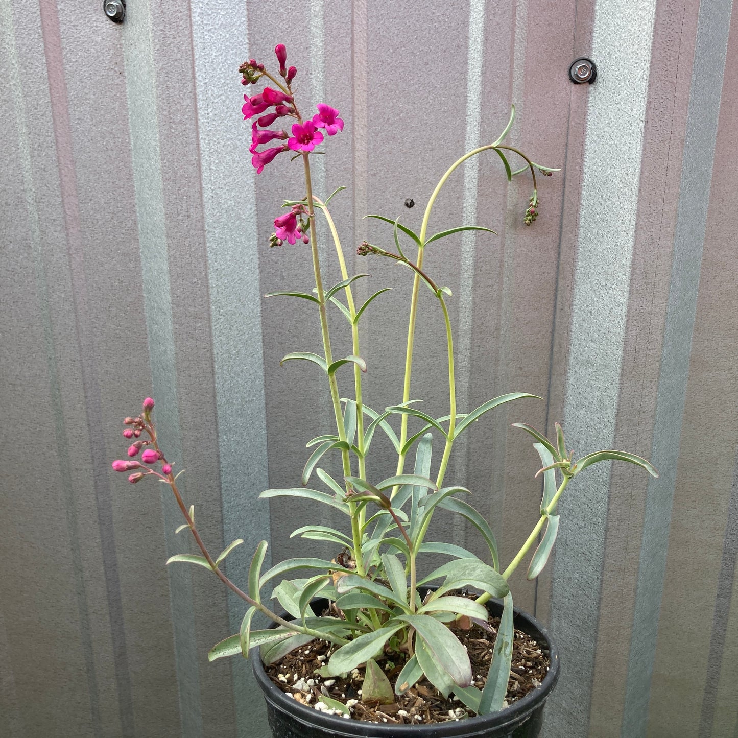 Penstemon parryi - Parry's Penstemon