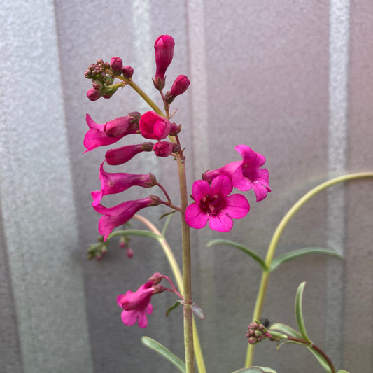 Penstemon parryi - Parry's Penstemon