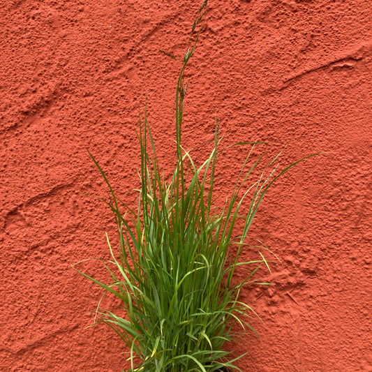 Melica imperfecta - Coast Range Melic
