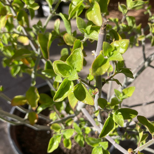 Justicia californica - Chuparosa