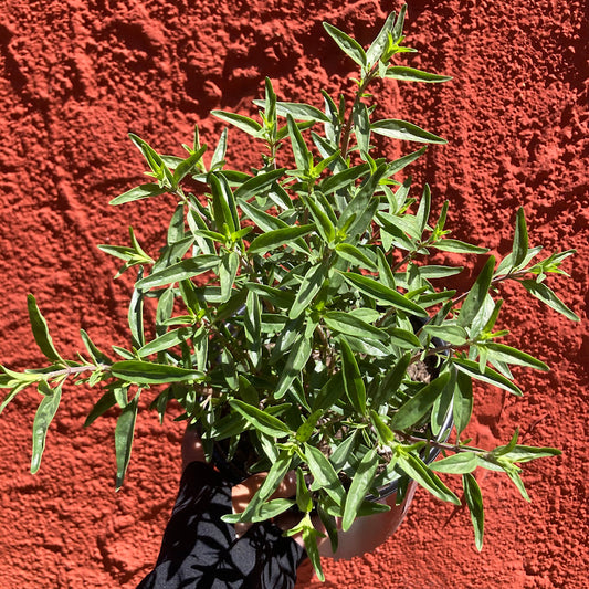 Monardella odoratissima - Mountain Coyote Mint