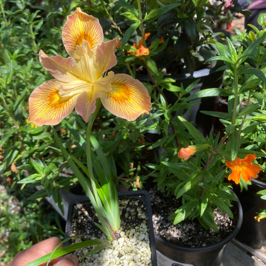 Iris PCH 'Yellow' - Pacific Coast Hybrids Yellow