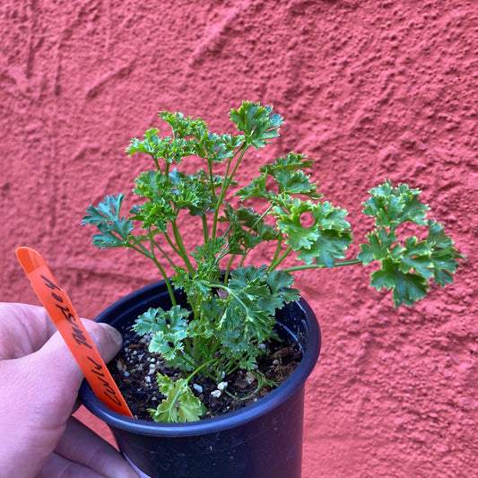 Curly Parsley