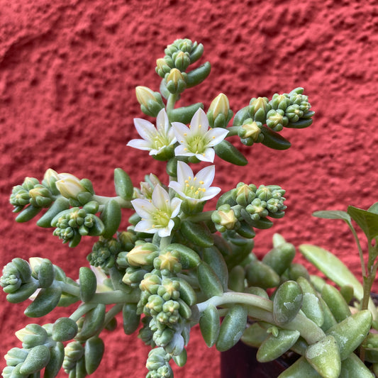 Dudleya nesiotica - Santa Cruz Island Dudleya