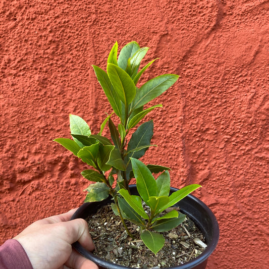 Laurus nobilis - Sweet Bay