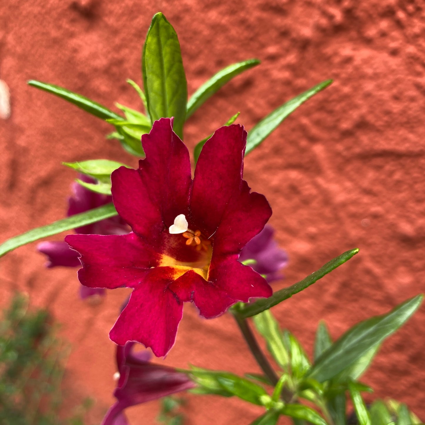 Mimulus ‘Jelly Bean Betabel’ - Magenta Monkey Flower