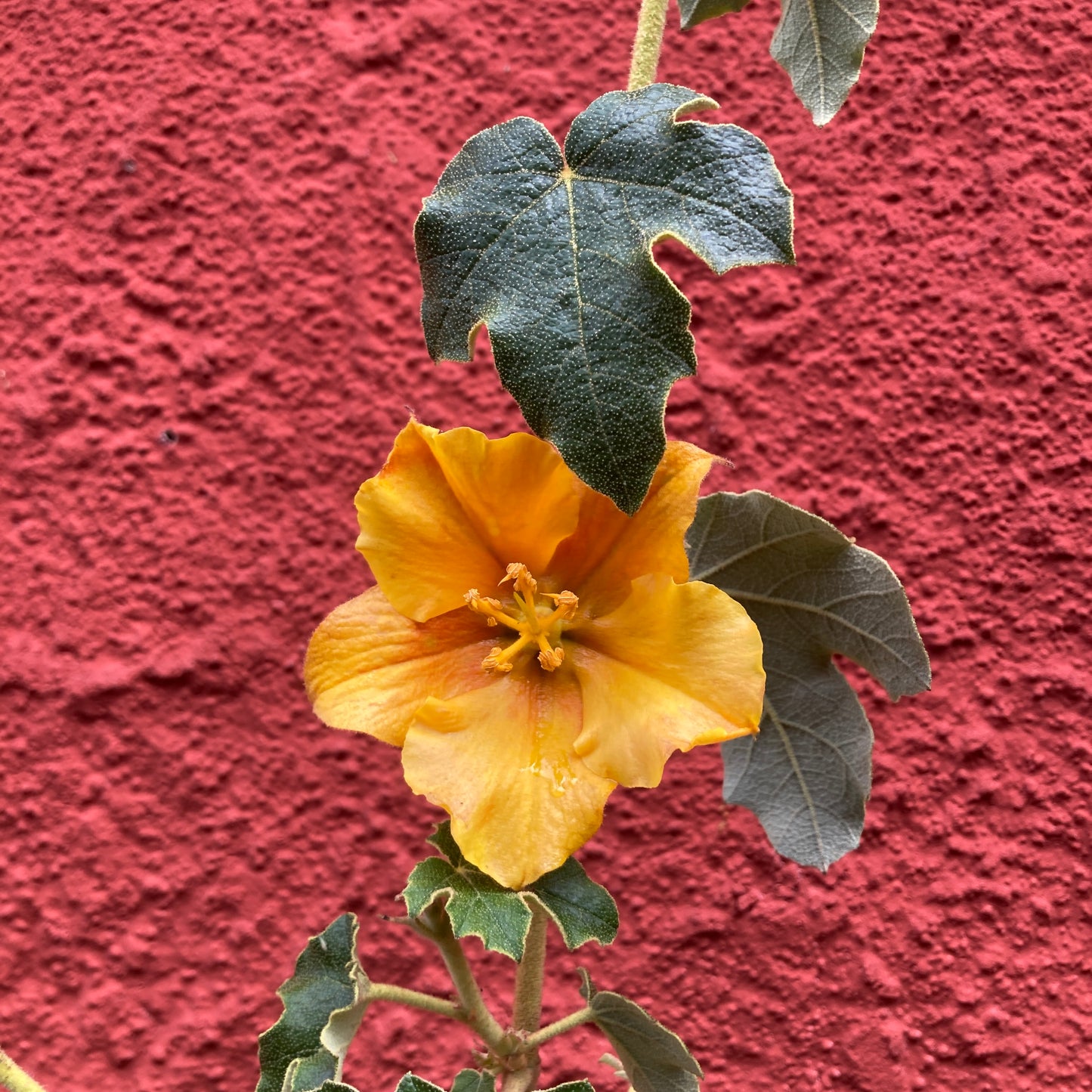 Fremontodendron 'San Gabriel' - San Gabriel Flannel Bush