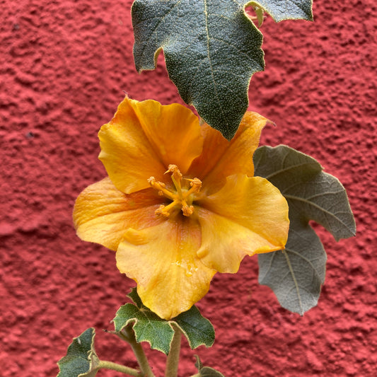 Fremontodendron 'San Gabriel' - San Gabriel Flannel Bush