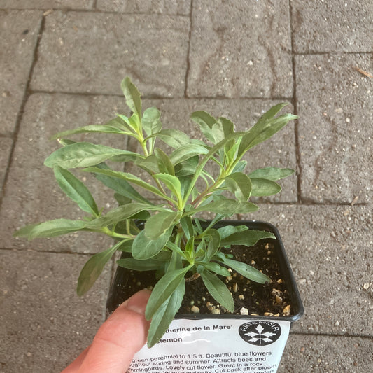 Penstemon heterophyllus 'Catherine de la Mare' - Foothill Penstemon