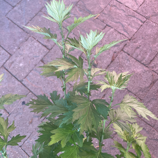 Japanese Mugwort - Yomogi