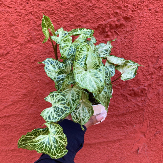 Syngonium ‘Batik'