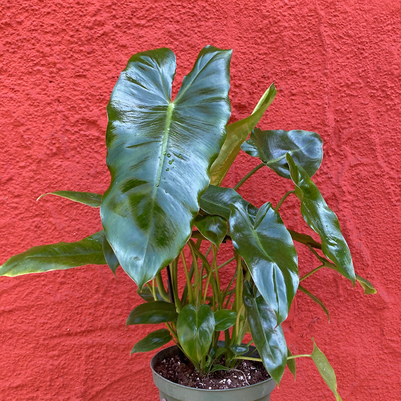 Philodendron Paraiso Verde