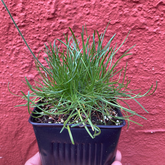 Armeria maritima - Sea Pink