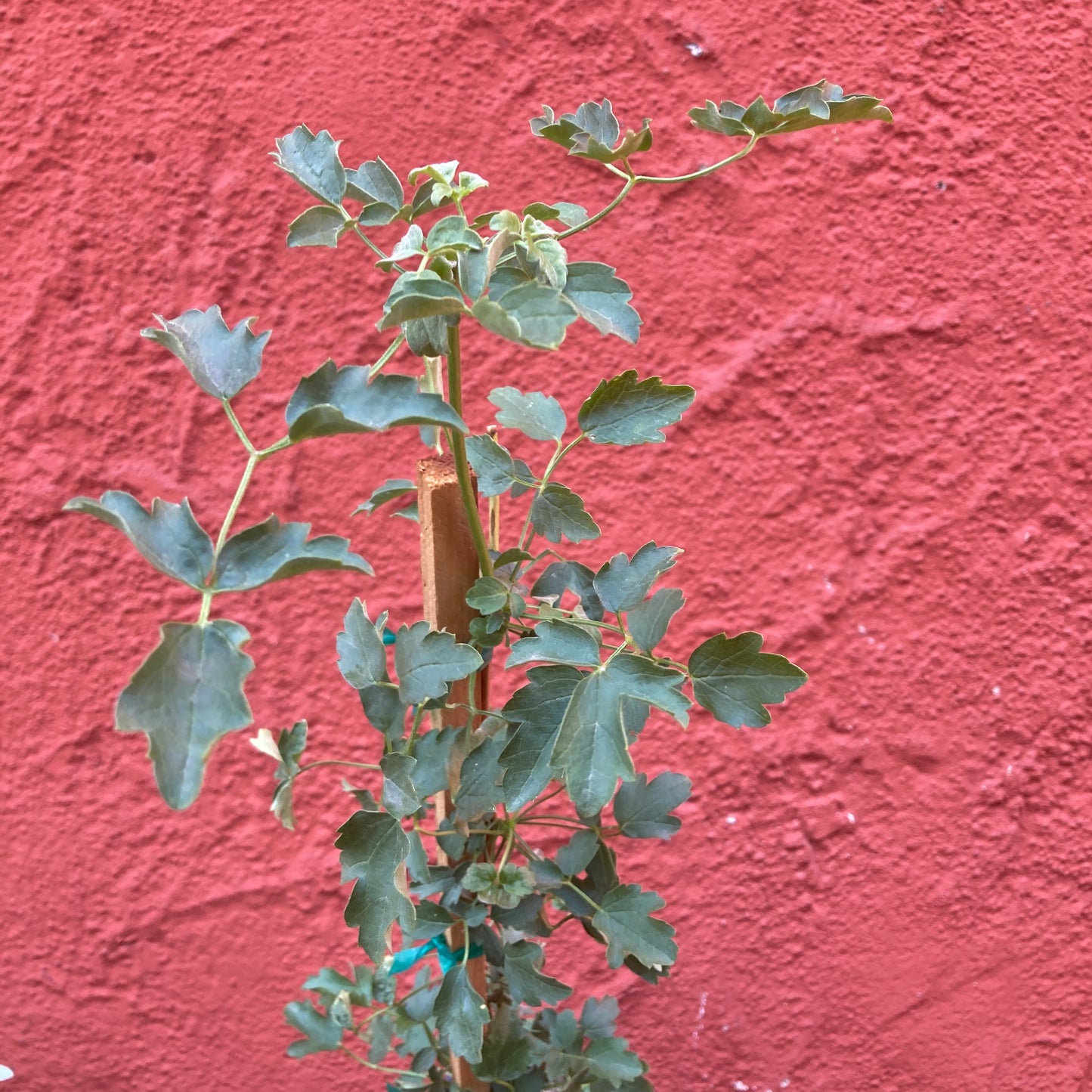 Clematis lasiantha - Chaparral Pipestem