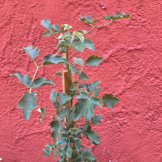 Clematis lasiantha - Chaparral Pipestem
