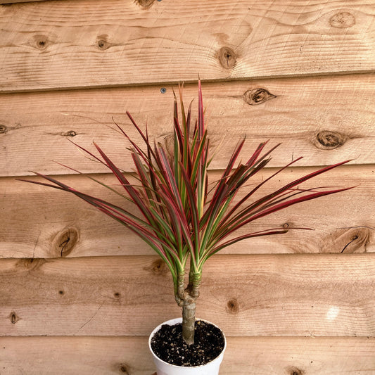 Dracaena marginata 'Colorama' - Dragon Tree