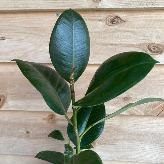Ficus elastica - Rubber Tree
