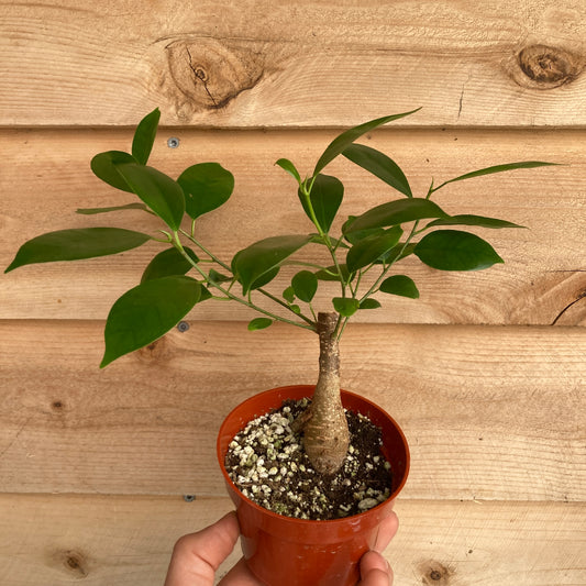 Ficus microcarpa 'Ginseng'