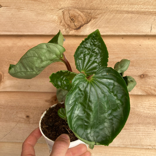 Peperomia argyreia 'Ecuador'