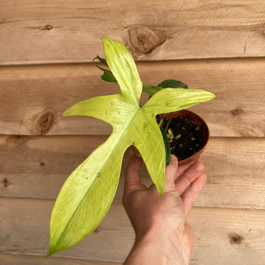Philodendron 'Florida Ghost'