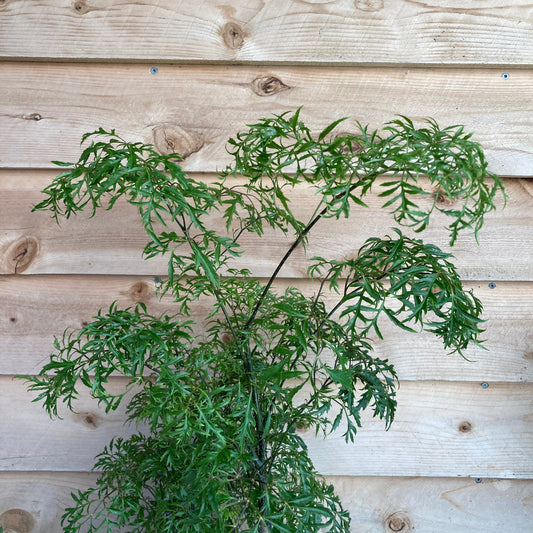 Polyscias fruticosa - Aralia Ming, Mini Bonsai