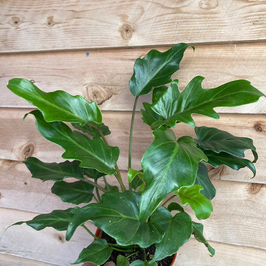 Philodendron 'Xanadu'